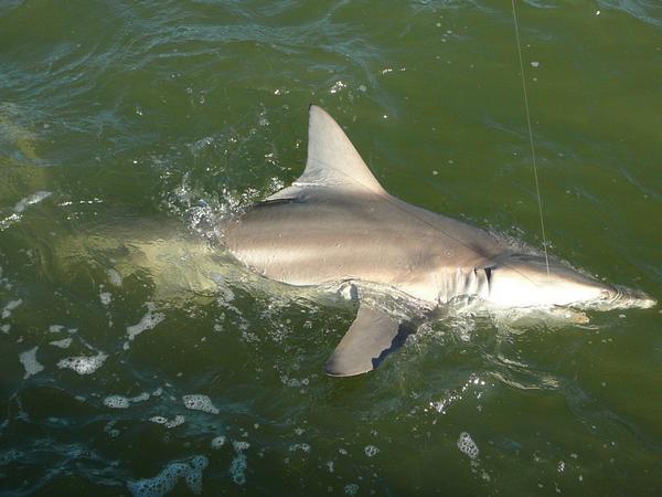 Shark Fishing in Crystal River Florida